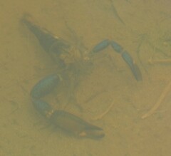 Macrobrachium hancocki