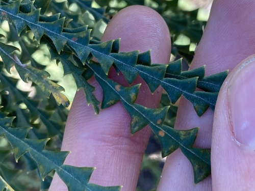 Image of Banksia nobilis by (c) Thomas Mesaglio, some rights reserved (CC BY)