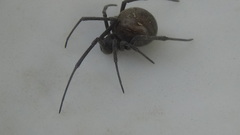 Latrodectus