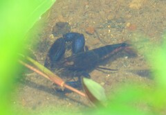 Macrobrachium hancocki