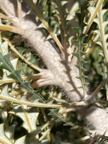 Image of Banksia nobilis by (c) Thomas Mesaglio, some rights reserved (CC BY)