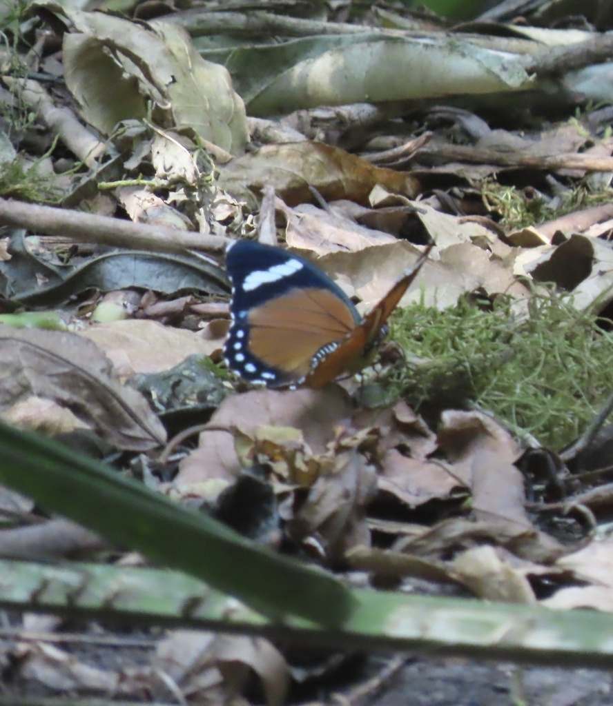 Euphaedra alternus