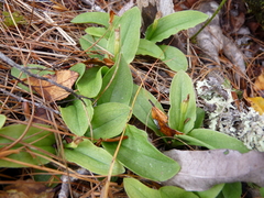 Pterostylis venosa
