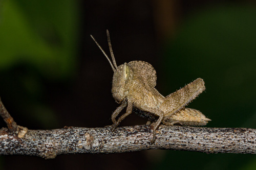Notched Shield Grasshopper