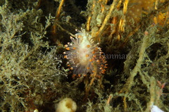 Eubranchus tricolor