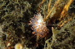 Eubranchus tricolor