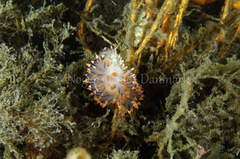 Eubranchus tricolor