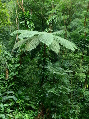 Dicksonia sellowiana