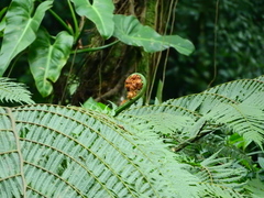 Dicksonia sellowiana