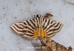 Dichocrocis rigidalis