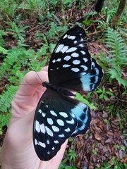 Lexias satrapes