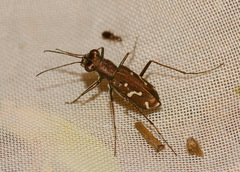 Cylindera descendens