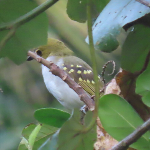 Western Nicator (Nicator chloris), photo 10