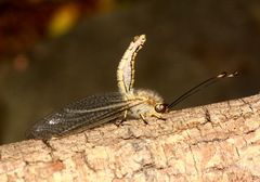 Bubopsis hamata
