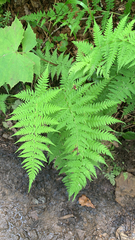 Athyrium yokoscense