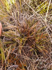 Aciphylla montana gracilis