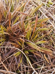 Aciphylla montana gracilis