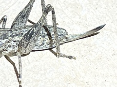 Ateloplus