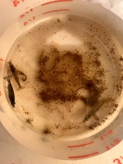 Caridina cantonensis