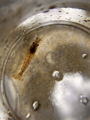 Caridina cantonensis