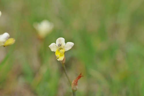 Sparaxis parviflora