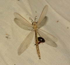 Myrmecaelurini