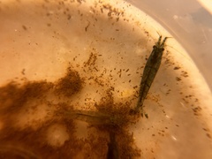 Caridina cantonensis