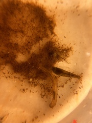 Caridina cantonensis