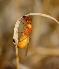 Camponotus turkestanus