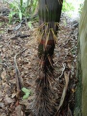 Deckenia nobilis