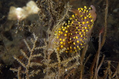 Eubranchus tricolor