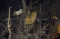 Eubranchus tricolor