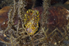 Eubranchus tricolor