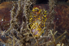Eubranchus tricolor