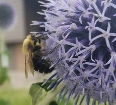 Bombus