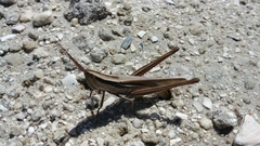Mermiria intertexta