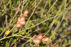 Glycyrrhiza triphylla