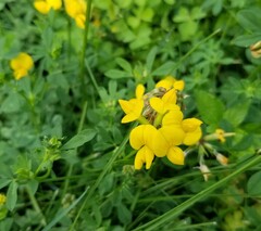 Lotus corniculatus