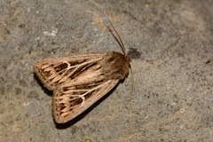 Mythimna velutina
