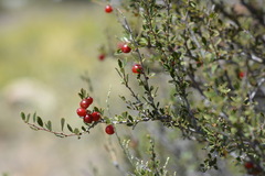 Prunus prostrata concolor