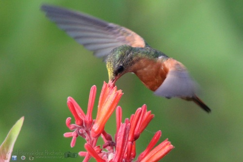 Cinnamon Hummingbird