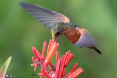 Cinnamon Hummingbird photo 5