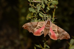 Smerinthus kindermanni