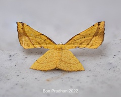 Corymica immaculata
