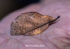 Gastropacha leopoldi