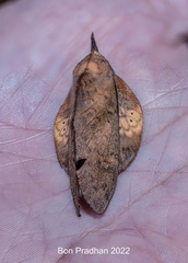 Gastropacha leopoldi