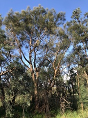 Allocasuarina fraseriana