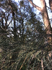 Allocasuarina fraseriana
