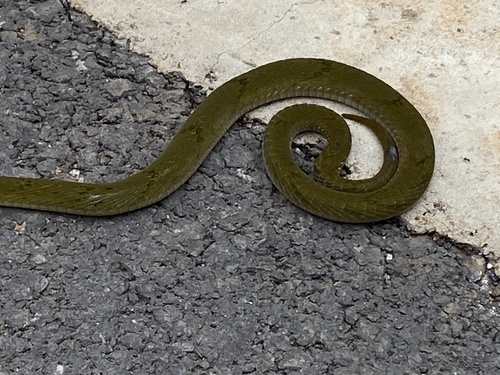 Forest Night Adder