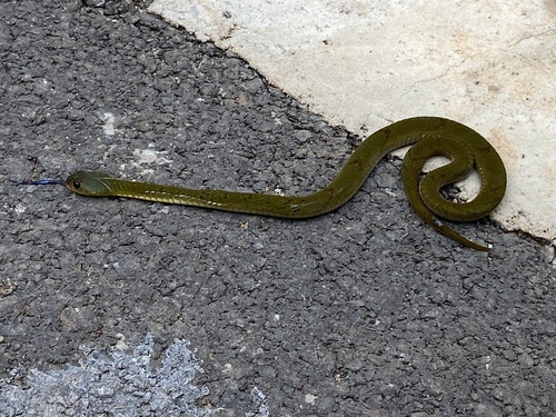 Forest Night Adder